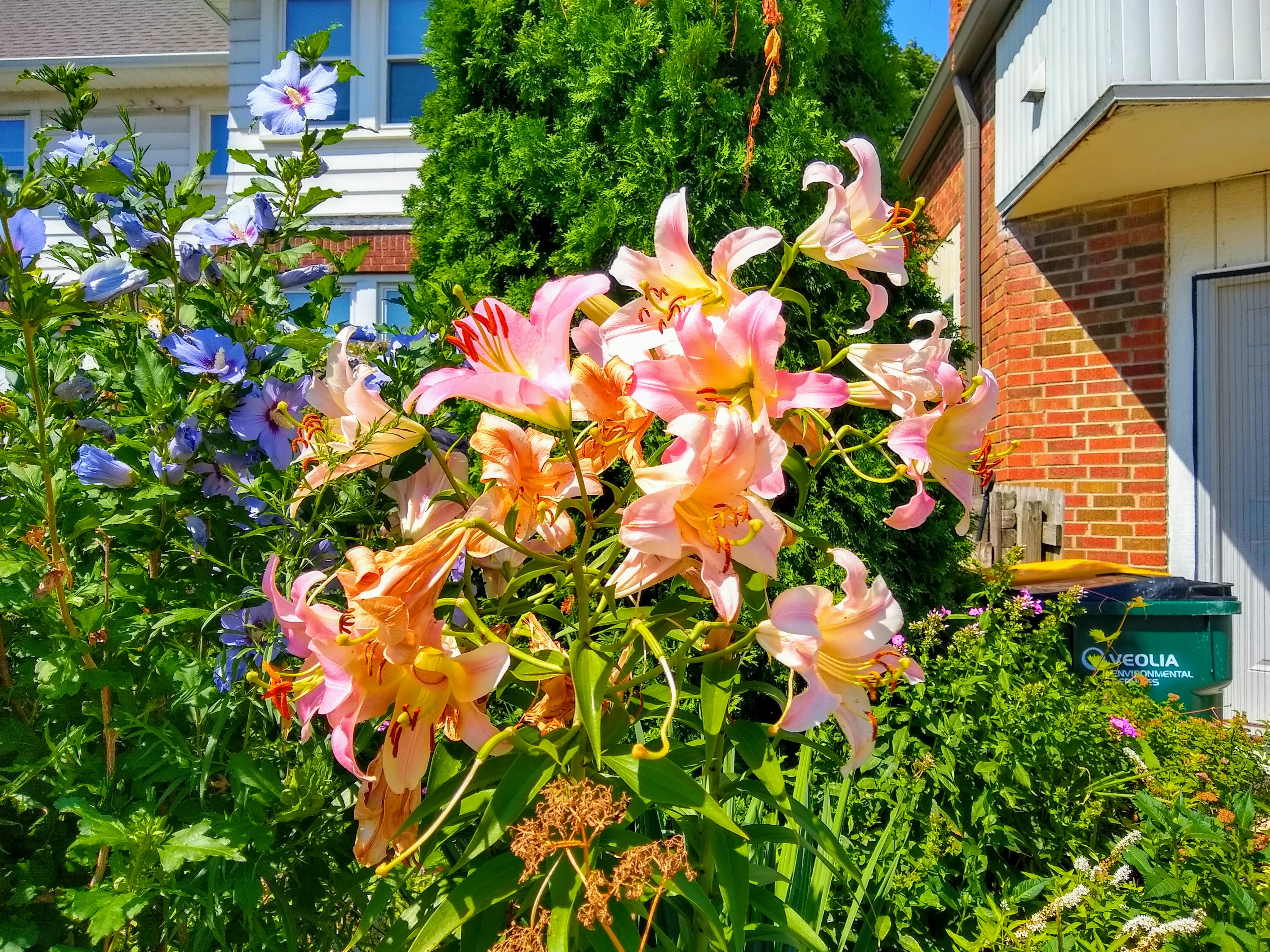 img_20190801_111531181_hdr-effects