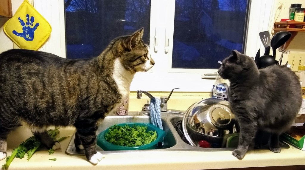 On the left, a large male brown tabby cat with white paws and chest stands on a kitchen counter in front of a colander filled with shredded kale, facing a small grey female cat that is backing away from him.