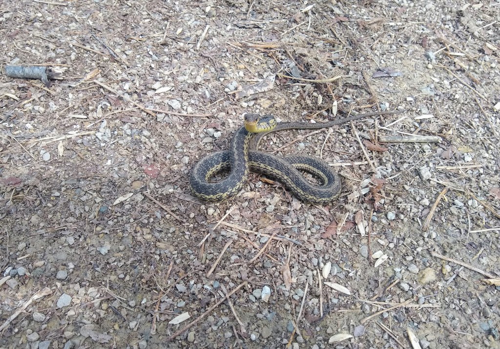 Queen snake half-coiled with head raised.